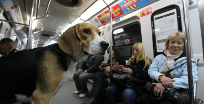 mascotas-subte-700x357.jpg